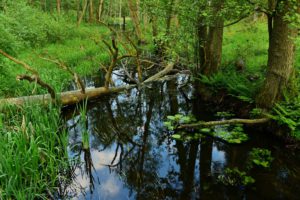 Wiosna w rozlewiskach Rzeki Czarnej