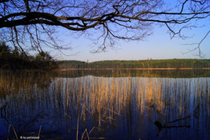 Łabuny Duże z podmokłego brzegu