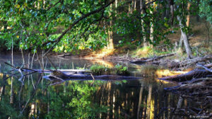 Nieprzystępny brzeg Łabunów Małych