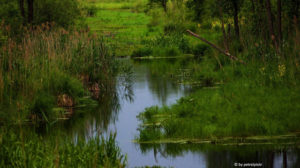 Rzeka Czarna wiosną