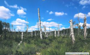 Bagna Rekownicy. Fot. Peter Smiarowski