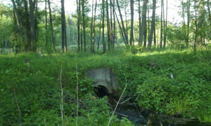 Widok na mostek między jeziorem Kwiatek i Kuchnia. Za mostkiem Kwiatek