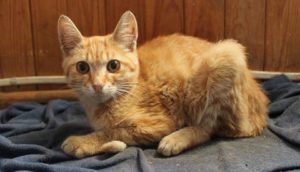 14088592_1644171182564980_7887020525345082816_n